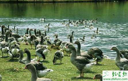 村民承包千亩荒山养鹅年赚60万