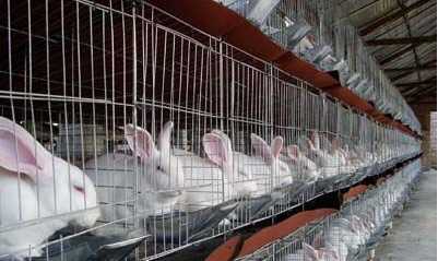 养兔子要注意的事项