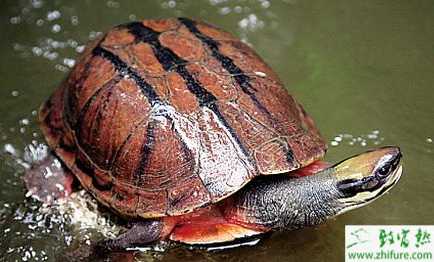 养金钱龟成本高 新手需谨慎