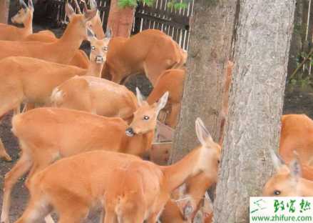 狍子全身是宝 但选种需谨慎