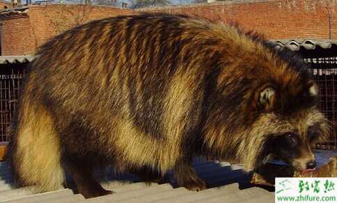 2015养貉子赚钱吗?2015貉子养殖前景及市场价格分析