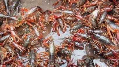 2015养小龙虾赚钱吗?2015小龙虾养殖前景及市场价格分析