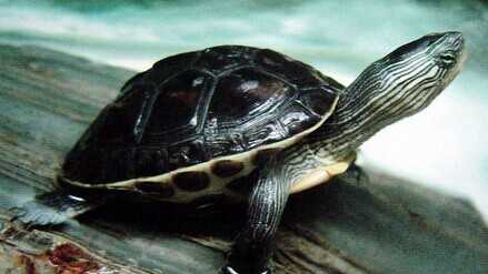 2015养乌龟赚钱吗?2015乌龟养殖前景及市场价格分析