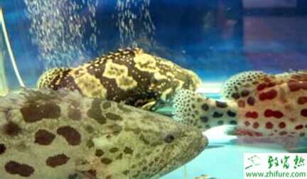 2015养石斑鱼赚钱吗?2015石斑鱼养殖前景及市场价格分析