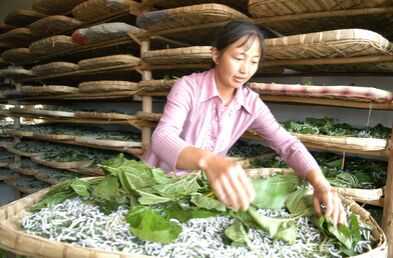 2015养蚕赚钱吗?2015蚕养殖前景及市场价格分析