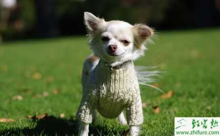 2015养宠物狗赚钱吗?2015宠物狗养殖前景及市场价格分析