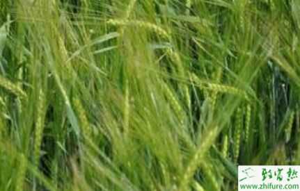 2015农村潜力种植创业项目推荐