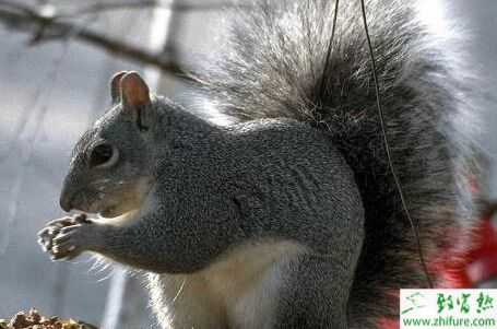 2015养松鼠赚钱吗?2015松鼠养殖前景及市场价格分析