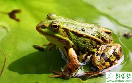 2015养青蛙赚钱吗?2015青蛙养殖前景及市场价格分析