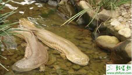 2015养娃娃鱼赚钱吗?2015娃娃鱼养殖前景及市场价格分析