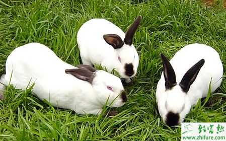 2015养獭兔赚钱吗?2015獭兔养殖前景及市场价格分析