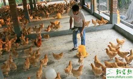 告别打工,去农村创业商机无限!