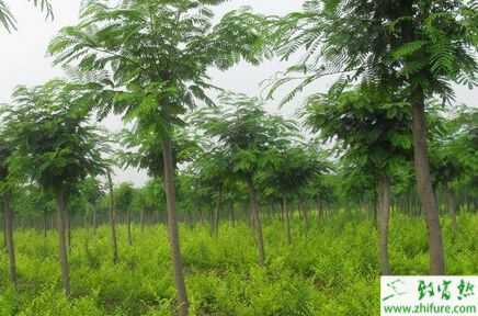 2015种什么苗木最有“钱”景?