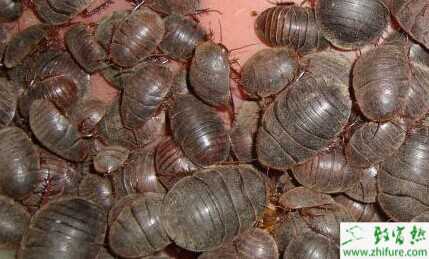 2015养土元赚钱吗?2015土元养殖前景及市场价格分析