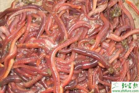 2015养蚯蚓赚钱吗?2015蚯蚓养殖前景及市场价格分析