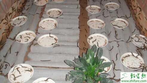 2015养蜈蚣赚钱吗?2015蜈蚣养殖前景及市场价格分析