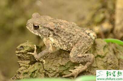 2015养蟾蜍赚钱吗?2015蟾蜍养殖前景及市场价格分析