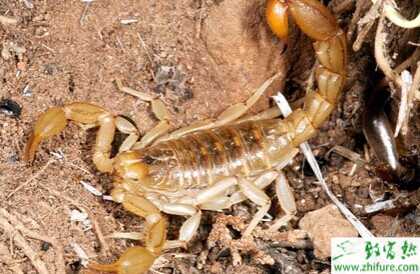 2015养蝎子赚钱吗?2015蝎子养殖前景及市场价格分析
