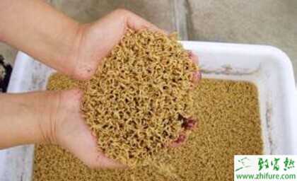 2015养蝇蛆赚钱吗?2015蝇蛆养殖前景及市场价格分析