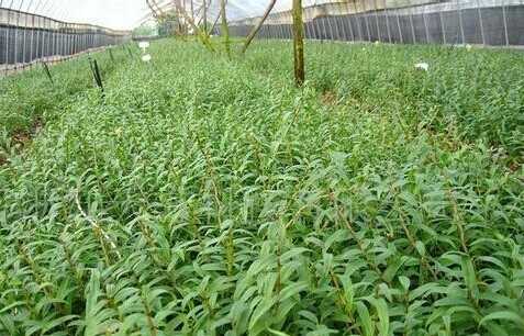 铁皮石斛种植成本