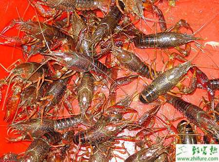小龙虾放养方法及注意事项