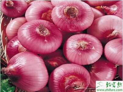 洋葱特征资料介绍