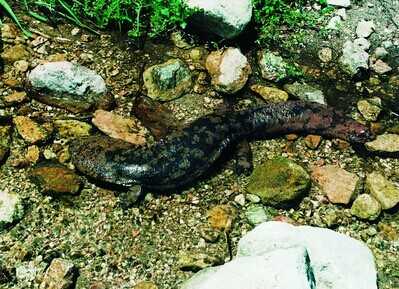 冷门高利润农村养殖项目推荐