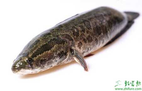 黑鱼养殖利润和成本