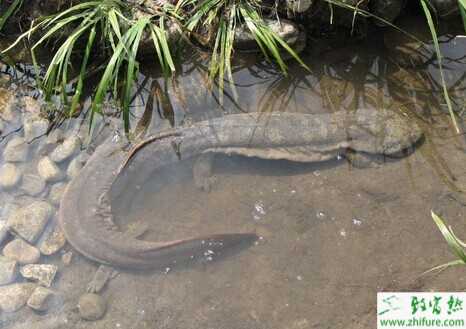 养娃娃鱼要多少成本