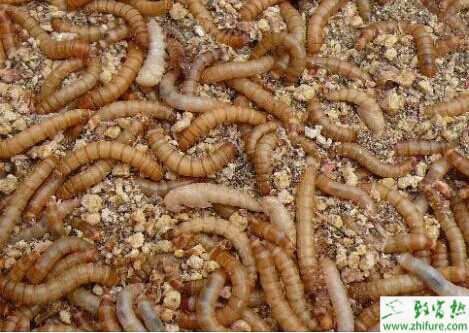 黄粉虫养殖效益分析