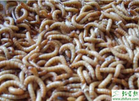 黄粉虫养殖风险