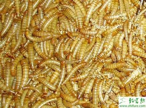 黄粉虫养鸡成本