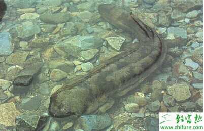 娃娃鱼养殖前景