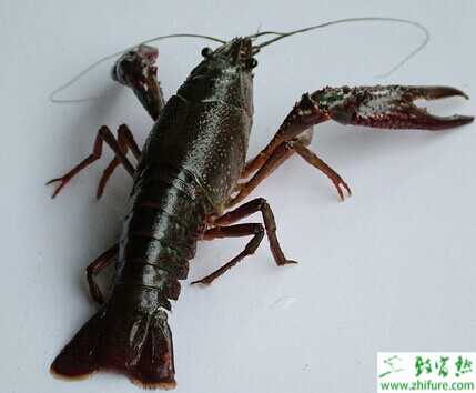 养小龙虾一亩成本及利润是多少