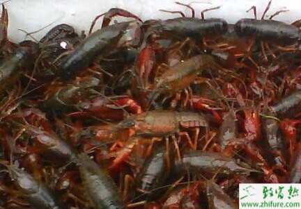 网箱养小龙虾技术