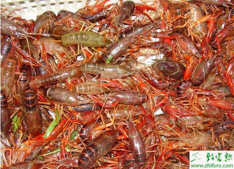 小龙虾养殖技术