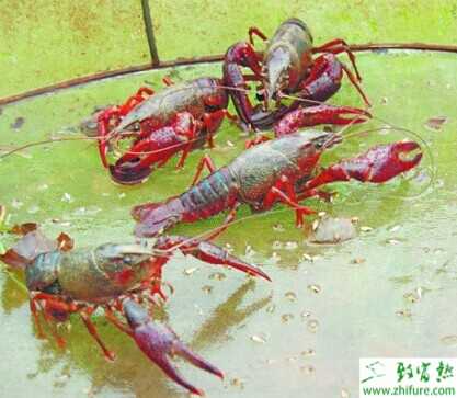 小龙虾养殖前景
