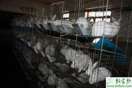 2014养獭兔赚钱吗？