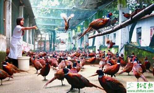 生态农庄：今后十年的“暴利”行业