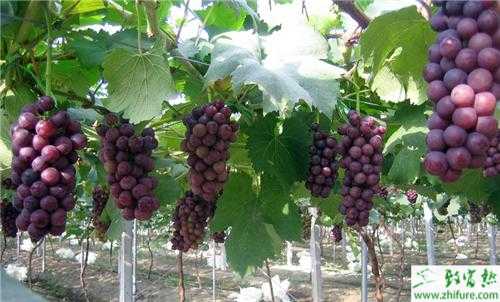 村民葡萄园年入百万 上门购买络绎不绝