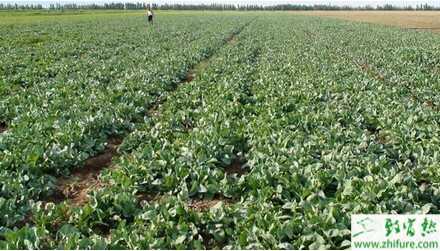 100亩板蓝根投资多少钱？村民种板蓝根年获利100多万