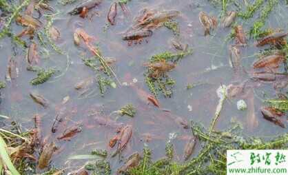 藕田套养小龙虾 130亩藕田龙虾两茬年入52万元
