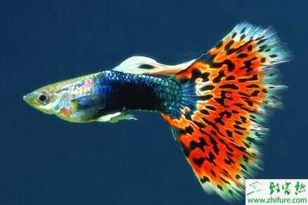 适合家庭养的观赏鱼有哪些种类？