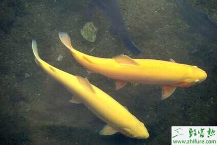 虹鳟鱼吃什么？虹鳟鱼饲料搭配方法