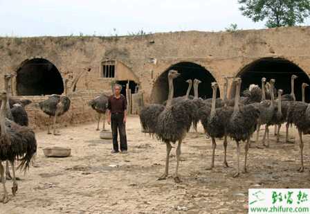 大庆一老汉养殖鸵鸟有新招