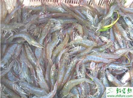 利用大棚养虾的新模式