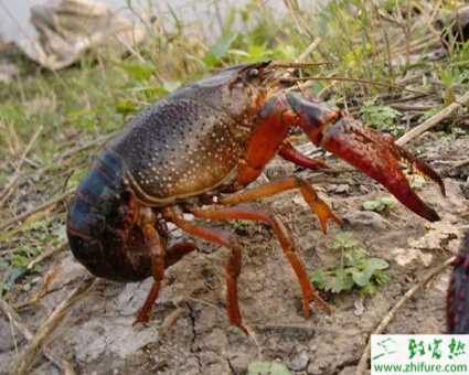 淡水如何养殖小龙虾越冬的经验