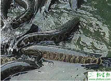 打工小伙养殖黑鱼致富经