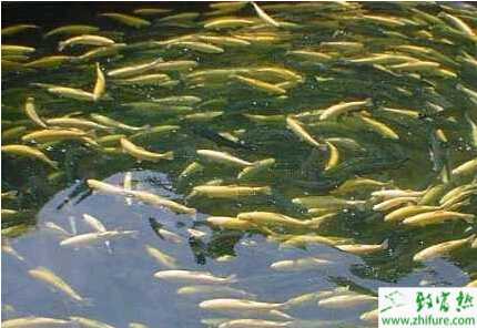 池塘养殖成年虹鳟鱼的池塘条件要求