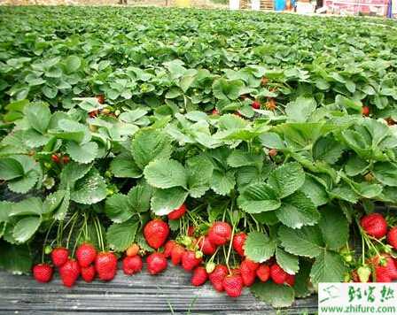 教你如何大棚种草莓